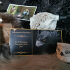 Boite Cadeau Cheque Cadeau Falconry Neverland